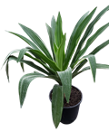 Crinum Lily